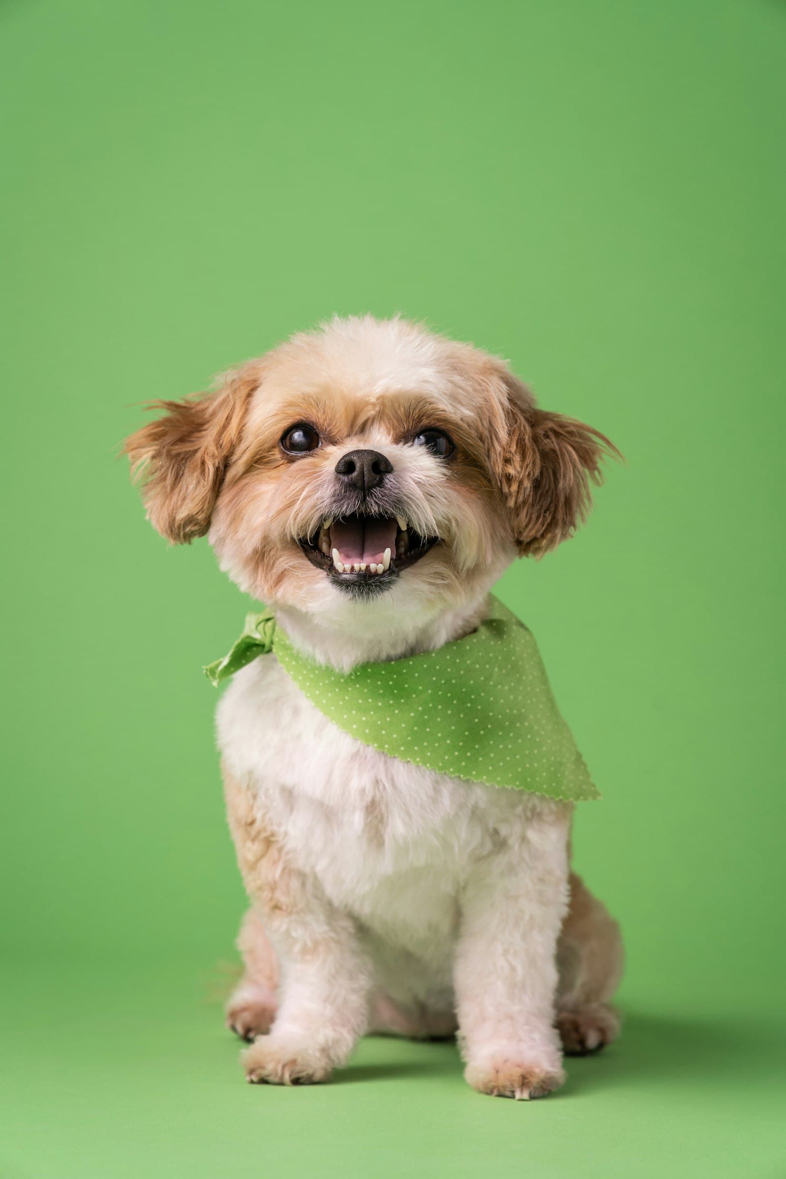 A small fluffy dog wearing a green bandana around its neck, sitting against a bright green background